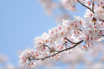 河津桜