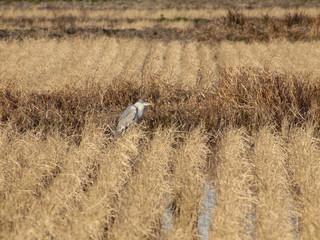  Paddy field in winter with dead rice and bird