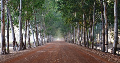 The beauty of the tree tunnel in Thai countryside.