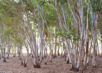 The beauty of eucalyptus trees / The beauty of the nature of the tree