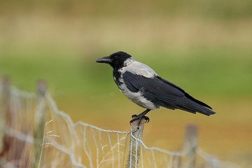 Hooded crow (Corvus cornix) in its natural habitat