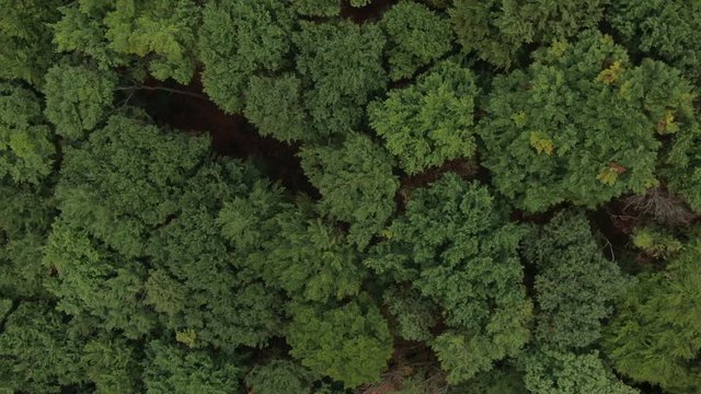 Topshot from drone flying above some green trees