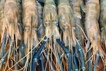 Close up of raw shrimps, Giant freshwater prawn in Thailand.