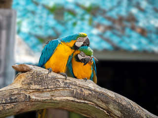 Close up Two Blue and Gold Macaw Perched on Branch Isolated on Blurry Background