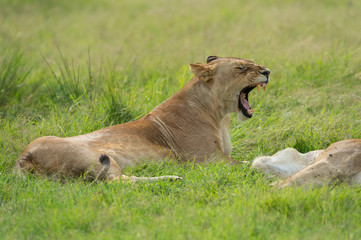 Fototapeta na wymiar Lioness sitting and yawning in a lush green grass from marsh pride seen at Masai Mara, Kenya