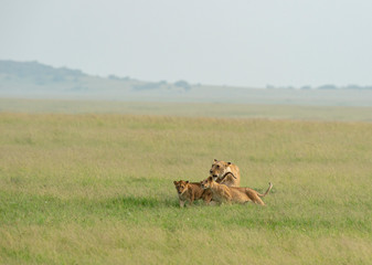 Lioness with three young cubs walking in a grass  from marsh pride seen at Masai Mara, Kenya