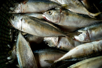 Fresh mackerel fish in market.Sea fish on market stalls