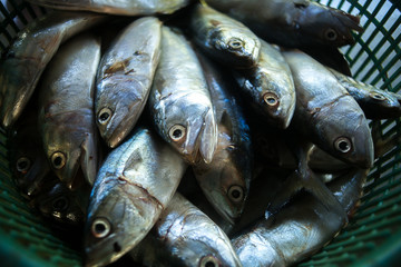 Fresh mackerel fish in market.Sea fish on market stalls