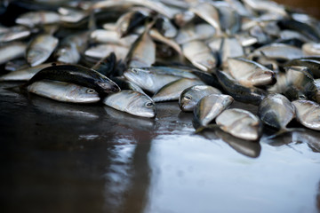 Fresh mackerel fish in market.Sea fish on market stalls