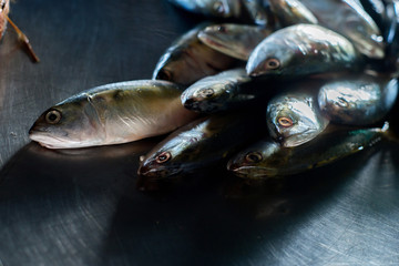 Fresh mackerel fish in market.Sea fish on market stalls