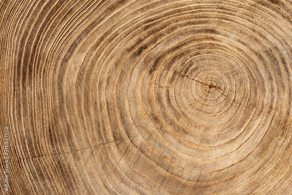 Wall mural wooden texture from cut tree trunk of maple tree, closeup. cross section of a tree trunk. top view