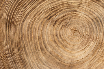 Wooden texture from cut tree trunk of maple tree, closeup. Cross section of a tree trunk. Top view