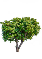 Obraz premium di cut tree for background