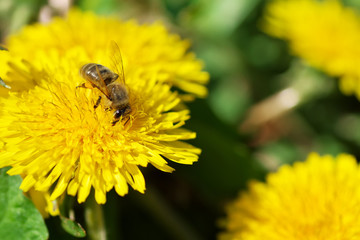 Bee on a dandelion