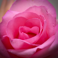 pink rose flower with beautiful heart shape petal, image used for romantic wedding of love background