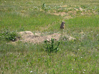 Gopher in field near burrow