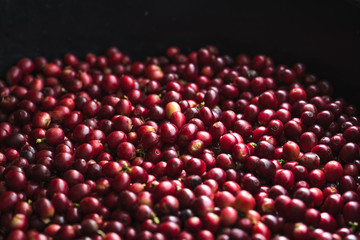 Fresh red coffee red cherry coffee bean in hands