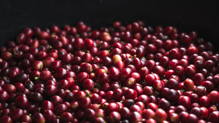Fresh red coffee red cherry coffee bean in hands