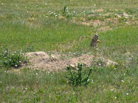 Gopher in field near burrow