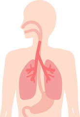 人体　食道・肺・胃のイラスト　内臓　呼吸器　消化器