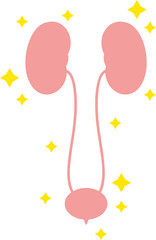 Fototapeta premium シンプルな健康な膀胱のイラスト 内臓 / 排出器