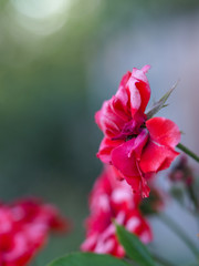 Beautiful flowers growing on the plot. Beautiful flowers, background photo macro photography