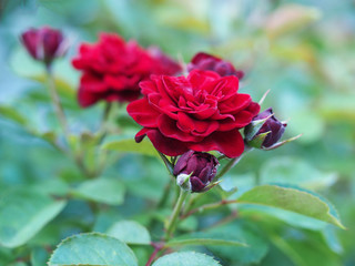 Beautiful flowers growing on the plot. Beautiful flowers, background photo macro photography