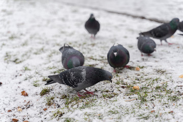 many pigeons peck bread crumbs on snow