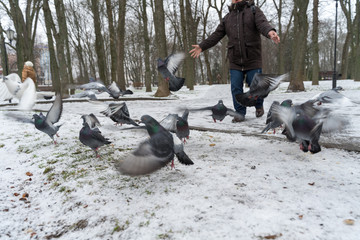 angry man screams at pigeons and drives them