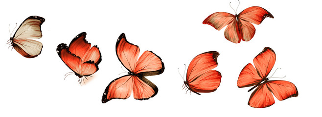 Fototapeta na wymiar Color butterflies , isolated on white background