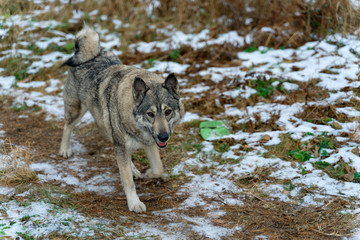 beautiful big dog runs on dry grass with snow