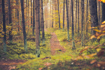 Obraz premium Jesień w lesie