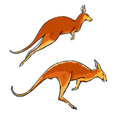 Fototapeta premium Set of two jumping wallabies isolated on white background.