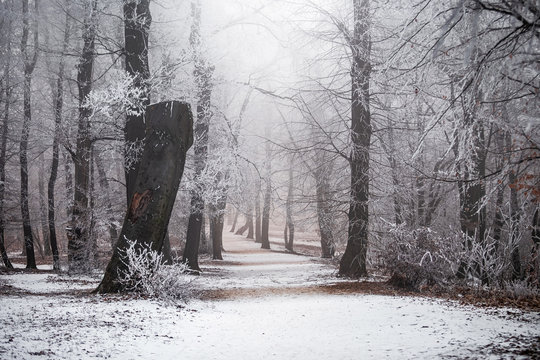 Budapest, Hungary - Beautiful foggy winter scene at the forest of Normafa with snowy trees and footpath on the top of Svabhegy which is a popular tourist sight in the Buda Hills