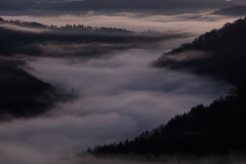 Foggy Sunrise Forest
