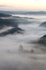 Foggy Sunrise Forest