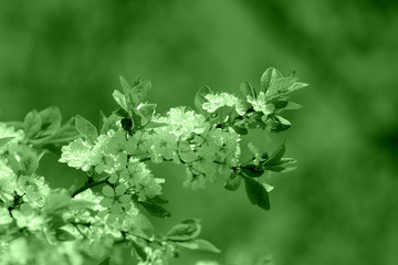 Beautiful blossoming cherry tree on a spring day. Natural background green color toned