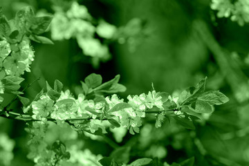 Beautiful blossoming cherry tree on a spring day. Natural background green color toned