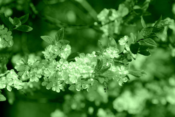 Beautiful blossoming cherry tree on a spring day. Natural background green color toned