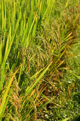 close up of ripening rice in a paddy field