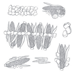 Hand drawn corn set. Vector sketch  illustration.