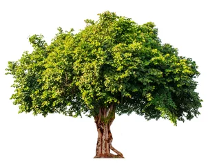Gartenposter Der Baum ist vollständig vom weißen Hintergrund getrennt Wissenschaftlicher Name Bauhinia purpurea © tawin