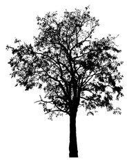 Black shadows, large trees that are completely isolated on a white background.