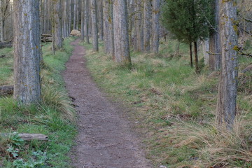 Forest road with trees, green, brown and blue, Duraton Canyon, Segovia, Spain