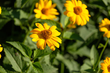 there are a lot of yellow flowers and green stems in the clearing