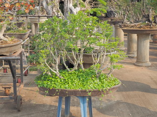 Bougainvillea glabra, the lesser bougainvillea or paperflower plant bonsai in flower pot in garden.