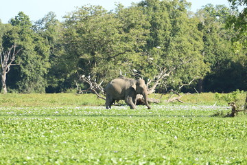 buffalo in field