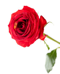 Beautiful flower red rose isolated