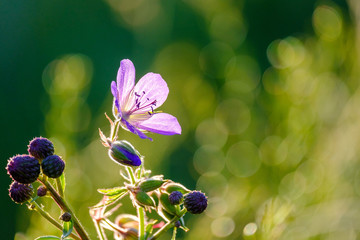 lilac flower on a background of green grass bright large highlights and spots of bokeh