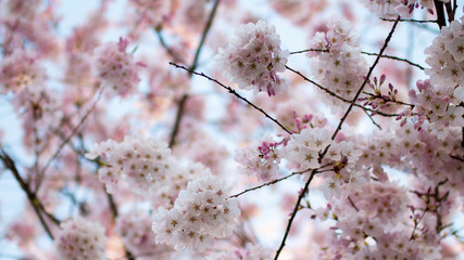 cherry blossom in spring